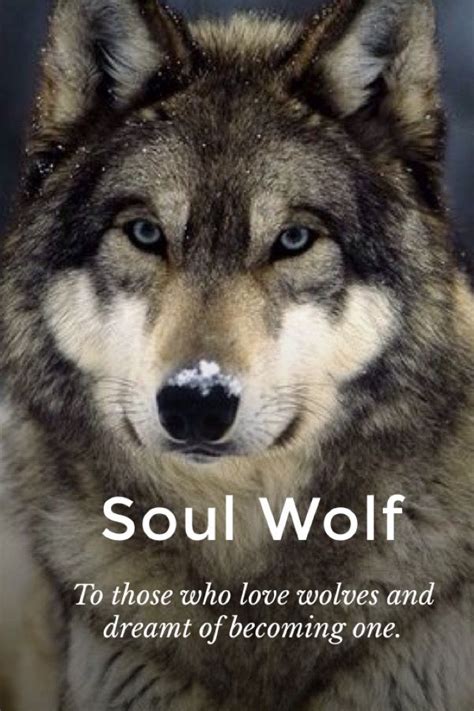 11 Best Wolves Images On Pinterest Beautiful Wolves