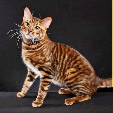 Domestic Cat Breeds With Stripes Pets Lovers
