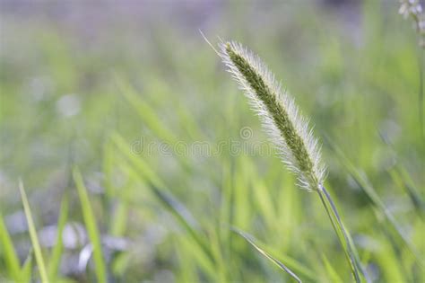 Spica In Green Summer Grass Background Floral Sunny Backdrop Stock