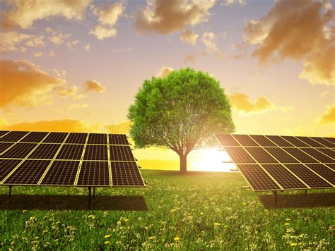 Solar Energy Panels And Tree On Meadow At Sunset Stock Image Image