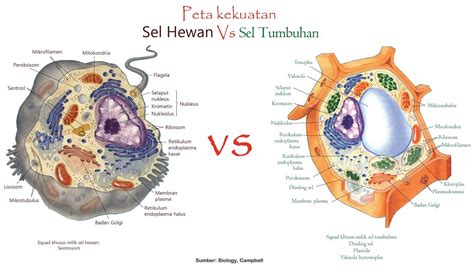 Perbedaan Sel Hewan Dan Sel Tumbuhan Lengkap Tabel Buybritish Gambaran