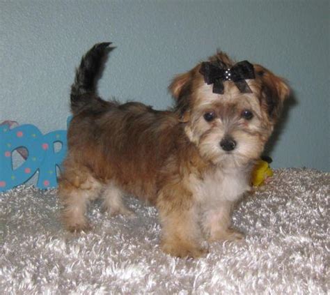 Although they are spirited dogs, they are not ideal companions for young children. Darling Female Morkie Puppy For Adoption 9weeks for Sale in Dade City, Florida Classified ...