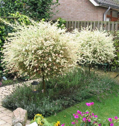 If you need easy to grow color❤️ in your garden, then look no further than this brightly colored variegated shrub. Salix integra 'Hakuro-nishiki' - - Heesters