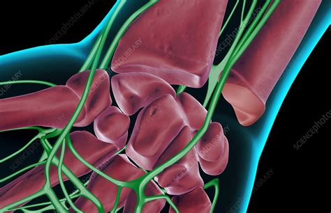 The Lymph Supply Of The Wrist Stock Image F0015793 Science Photo