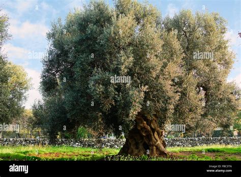 Olive Tree In Apulia Countryside Italy Stock Photo Alamy