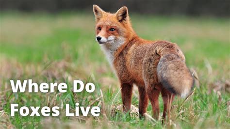 10 Places Where Foxes Live Youtube