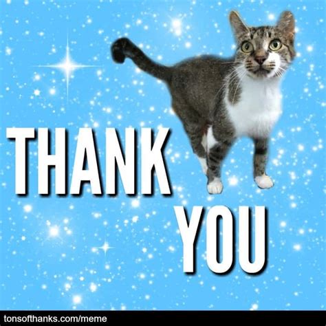 51 Nice Thank You Memes With Cats