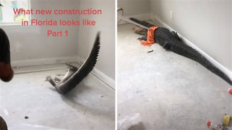 A Huge 3 Legged Alligator Was Wrangled At A Florida Construction Site