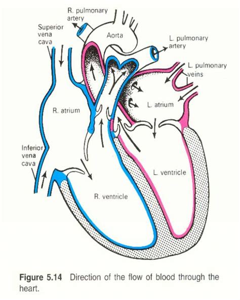12 Detailed Labelled Diagram Of The Heart Robhosking Diagram