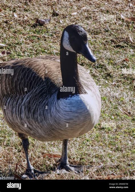 Close Up Photo Of A Canadian Goose Stock Photo Alamy