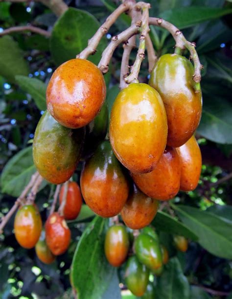 Fruit Of The Nz Native Karaka Tree Karaka Corynocarpus Flickr