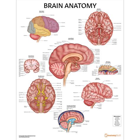 Brain Anatomy Poster Anatomy Of The Brain Chart Neurology
