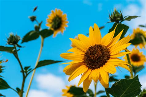 Sunflowers · Free Stock Photo
