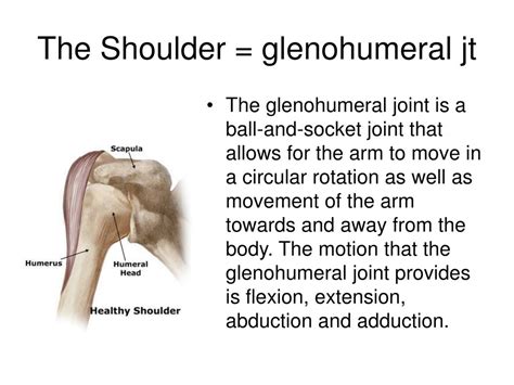 Ppt The Shoulder Glenohumeral Jt Powerpoint Presentation Free