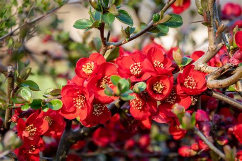 Chaenomeles Red Flowering Quince 6 Pot Hello Hello Plants