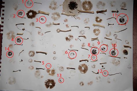 Id Request On Black Spore Prints Active Mushroom Hunting And