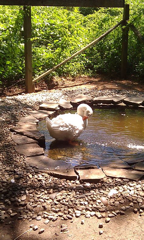 What To Use For A Duck Pond And How To Keep It Clean Backyard