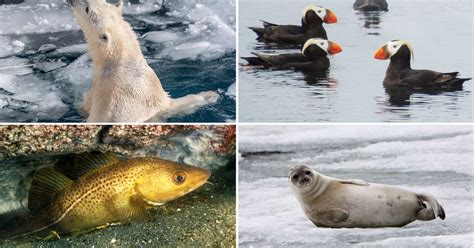 Ocean Animals Threatened By Climate Change