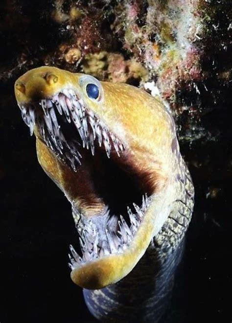 Fangtooth Moray Eel Scary Animals Deep Sea Creatures Ocean Creatures