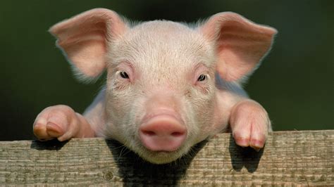 Adorable Baby Pigs Wallpapers Top Free Adorable Baby Pigs Backgrounds
