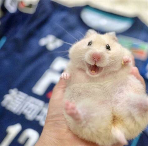 40 Of The Cutest Hamster Pics The Internet Has To Offer Hamster Pics