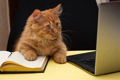 Funny Photos Of Cats Working From Home Readers Digest