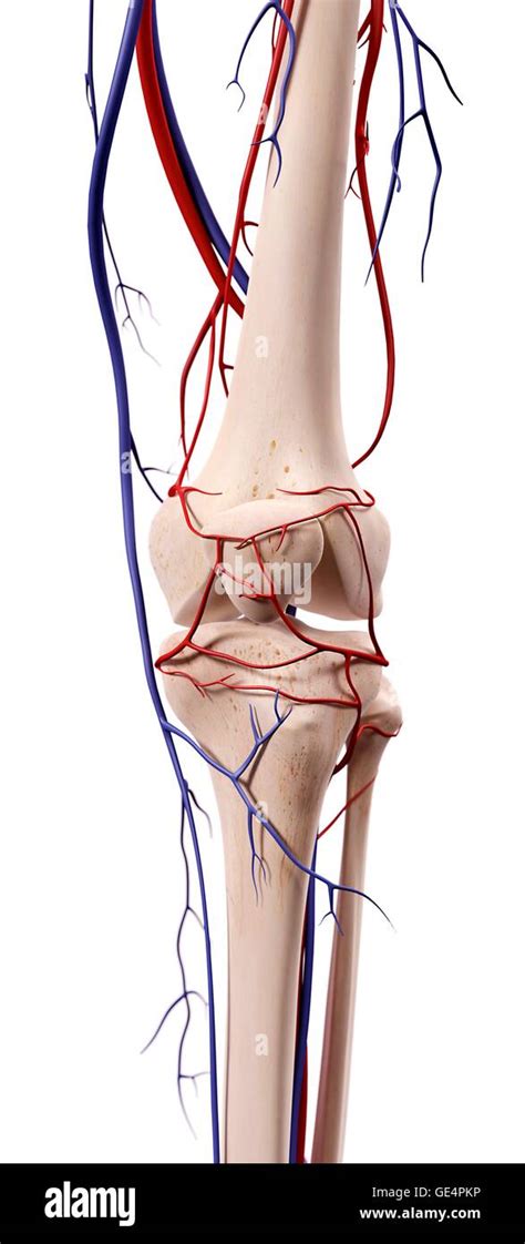 Human Knee Anatomy Illustration Stock Photo Alamy