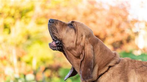 The Top 10 Dog Breeds With The Best Sense Of Smell Pethelpful Vlrengbr
