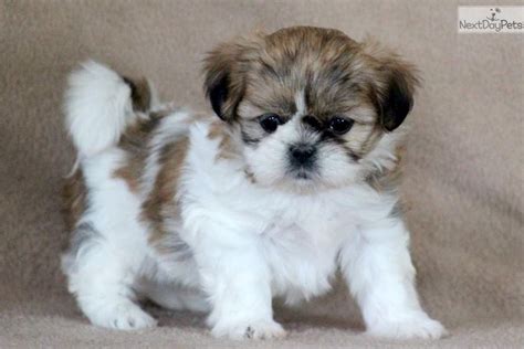 Tia Shih Tzu Puppy For Sale Near Lancaster Pennsylvania F47975c8 1321