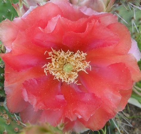 Opuntia Polyacantha Ruffled Orangy Red Cream Colored Flower Flowers