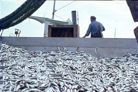 Pesca Ilegal La Unión Europea Le Saca La Tarjeta Amarilla A Ecuador