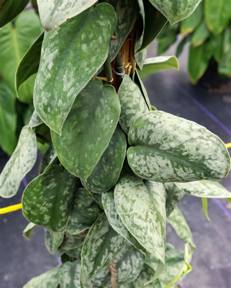 I just thought it was really beautiful, the top leaves are pretty big. Buy Scindapsus pictus 'Silver Satin', Silver Satin Pothos ...