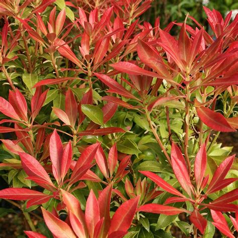 Buy Lily Of The Valley Shrub Pieris Forest Flame £1699 Delivery By Crocus