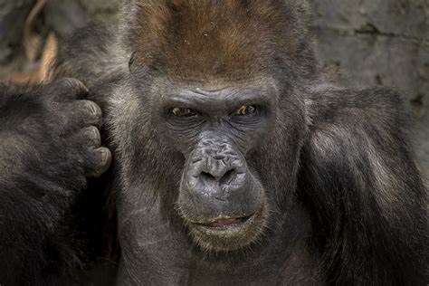 Gorilla Brian Connolly Flickr