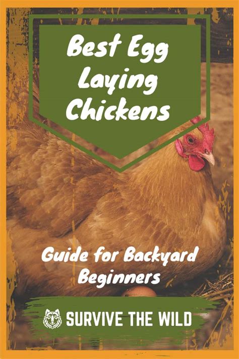 Best egg laying chickens for beginners. Best Egg Laying Chickens - 2020 Guide for Backyard ...