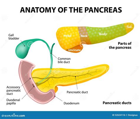 Labeled Diagram Of Pancreas Gland