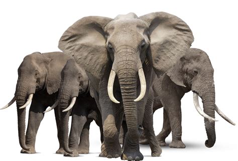 Gray Elephant Standing Png Image African Elephant African Forest Elephant African Bush Elephant