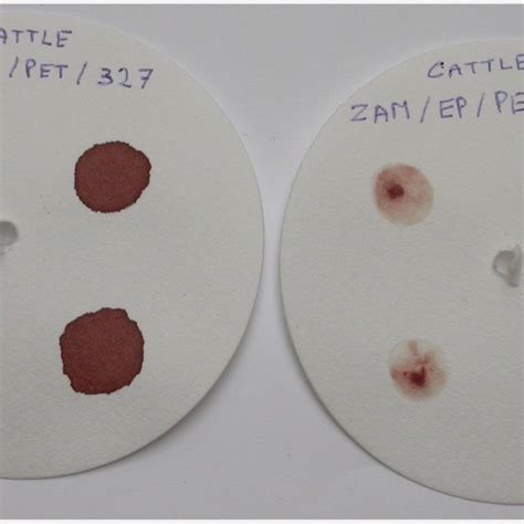 Dried Blood Spots Left And Buffy Coats Right On Labelled Filter
