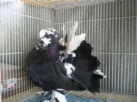 Fancy Pigeons 4 Sale For Sale In San Bernardino California Classified