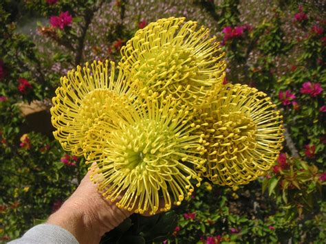 Yellow Pincushion Protea