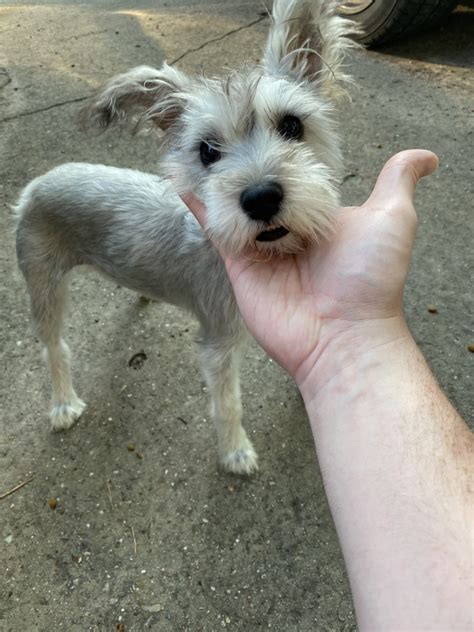 One way to determine the ancestry of your mixed breed is through a dna test. Miniature Schnauzer Puppies For Sale | Conroe, TX #329089