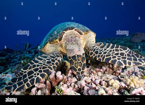 Hawkbill Sea Turtle Eating Sponge On The Coral Reef Stock Photo Alamy