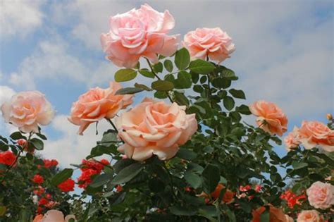 Imagen De Flowers Garden And Roses Flower Aesthetic