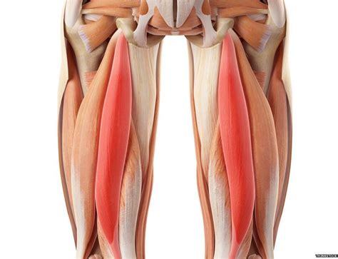 Related posts of upper leg muscle diagram. Liverpool's hamstring problem - and how to fix it - BBC ...