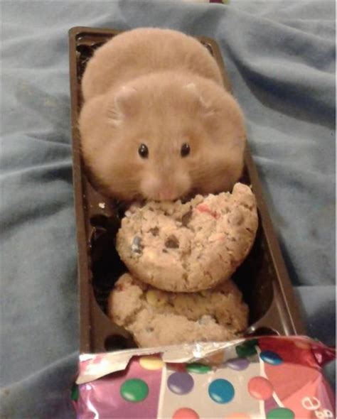 Fat Hamster Eating A Cookie Pictures Photos And Images For Facebook