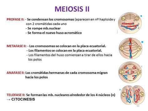 Meiosis Funcion Fases Y Sus Caracteristicas Images