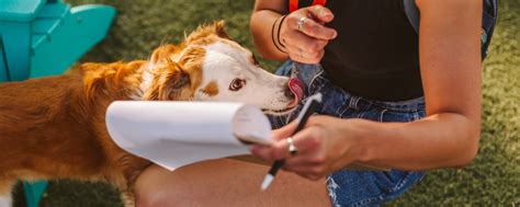 New Dog Checklist 15 Tips For New Dog Owners