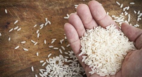New Rice Variety Created By Crispr Gene Edit Technology Can Yield Up To