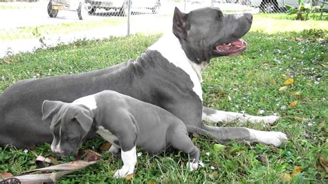 The american pit bull terrier has round eyes and teeth that form a scissor bite. SOLD Blue Nose Pitbull Male Puppy For Sale in Fort Lauderdale Pompano Beach South Florida - YouTube
