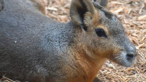 Akron Zoo Welcomes A Pair Of Patagonian Maras To Its Collection